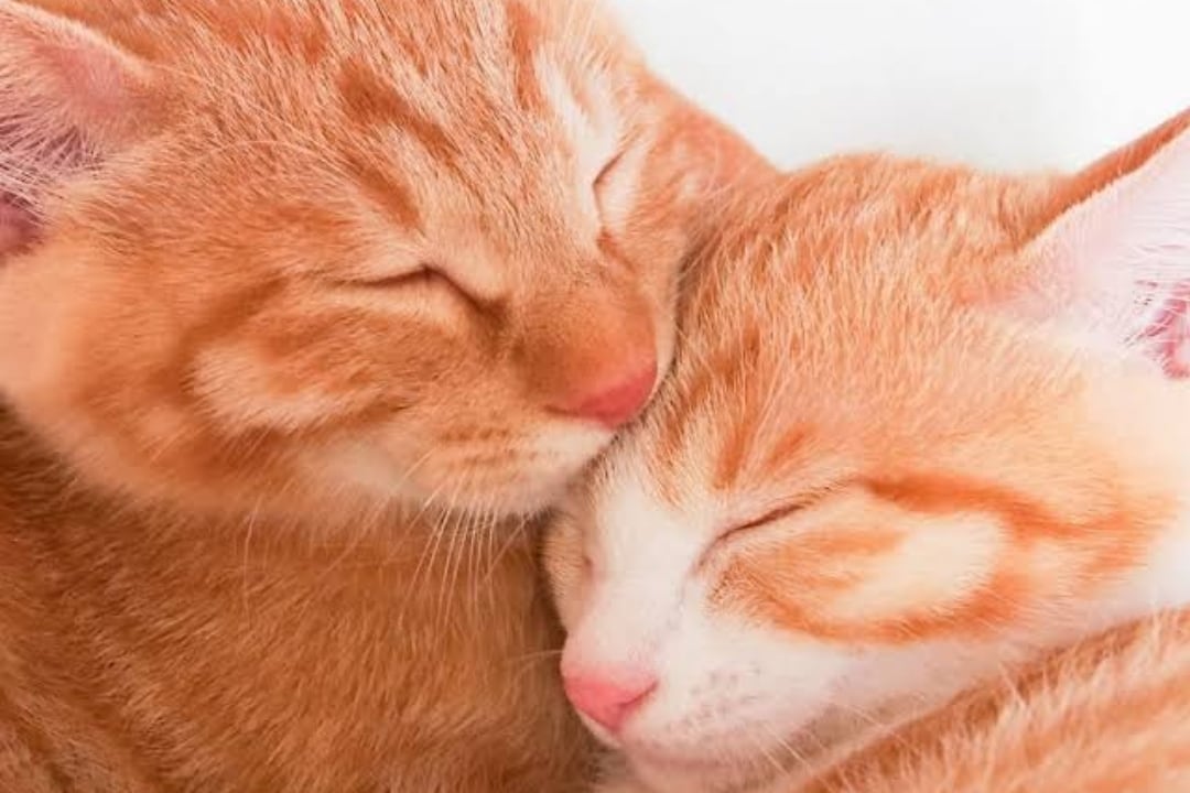 リフレッシュ！貴方のお話し相手になります 抱え込まないで！誰かに頼る事も大事だよ´ω`* イメージ7