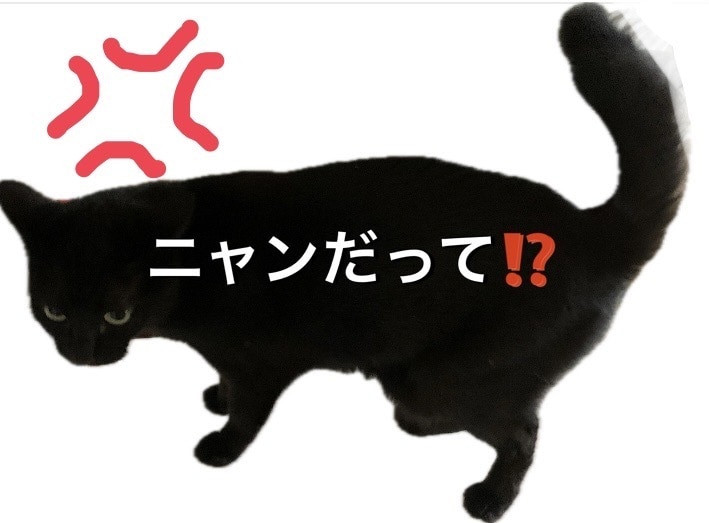 ニャンだって？！な話　ここで発散できます 理不尽な事・愚痴　一緒にシャーシャー怒ります　否定や説教なし イメージ1
