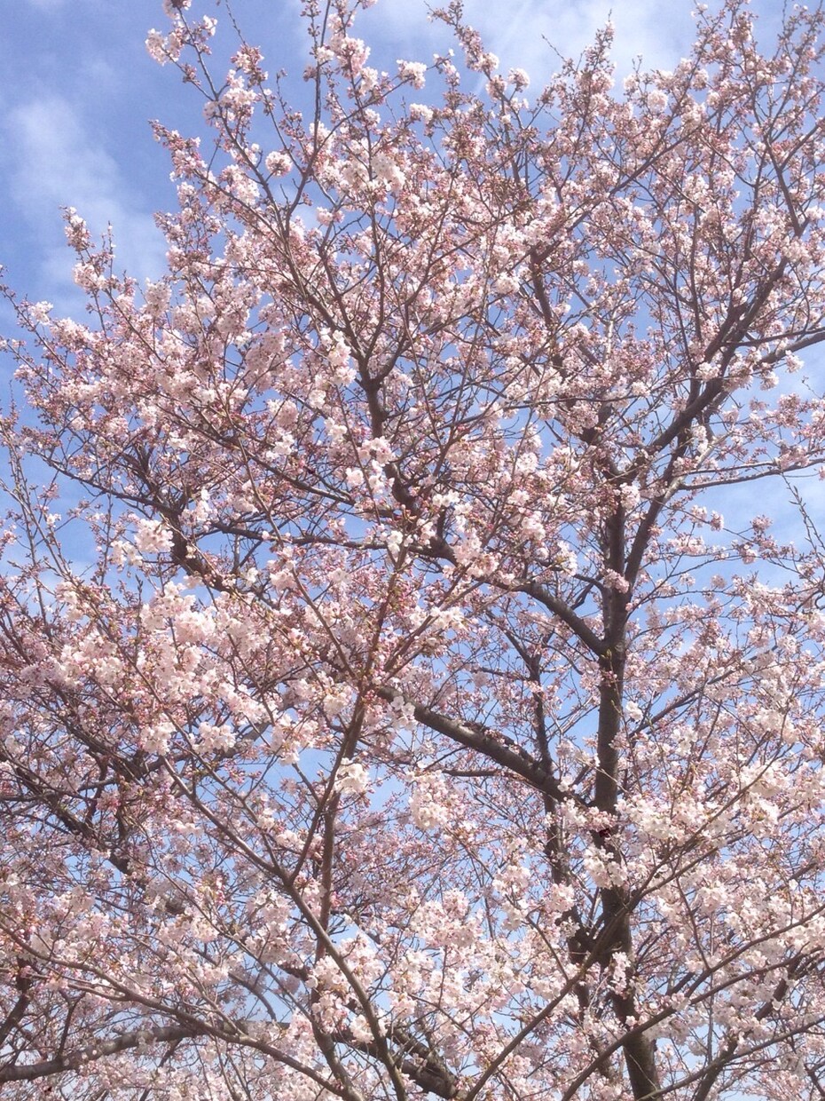 社会人からの看護学校受験についてアドバイスします 何から始めればいいのかわからない方へ イメージ1