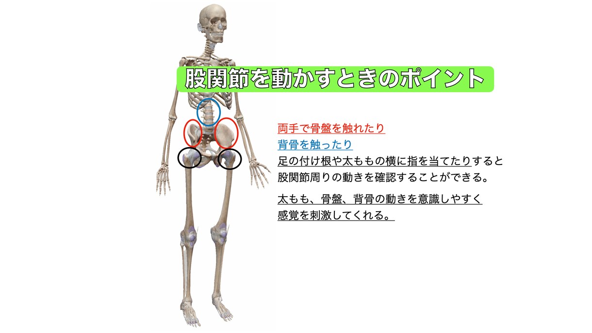 筋、骨、関節をもとに身体の仕組みや動き方を教えます 身体に関わるお仕事をされる方、医療系学生向け！ イメージ1