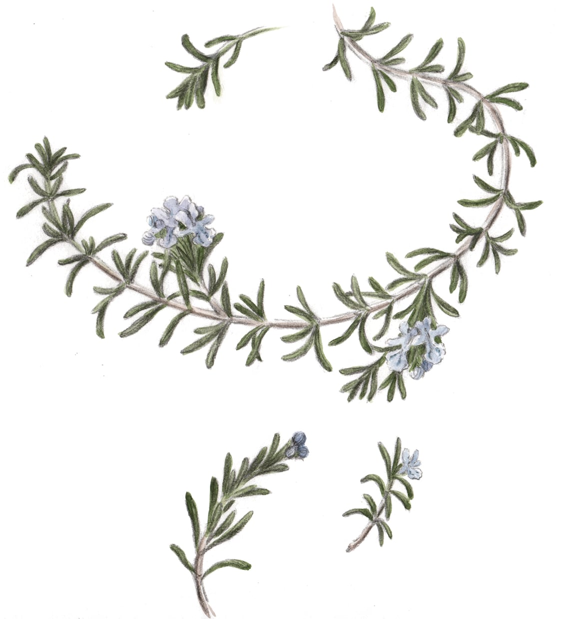 水彩画で植物イラストを描きます ボタニカルアートのようなイラストならおまかせください イメージ1