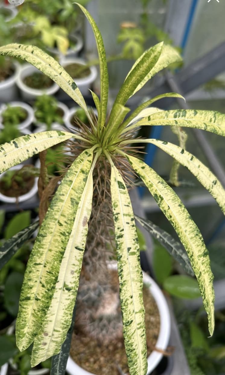 植物ディスプレイ・レイアウト1ヶ月サポート致します 実店舗勤務・海外買付経験を活かし“売れる植物空間”をご提案 イメージ2