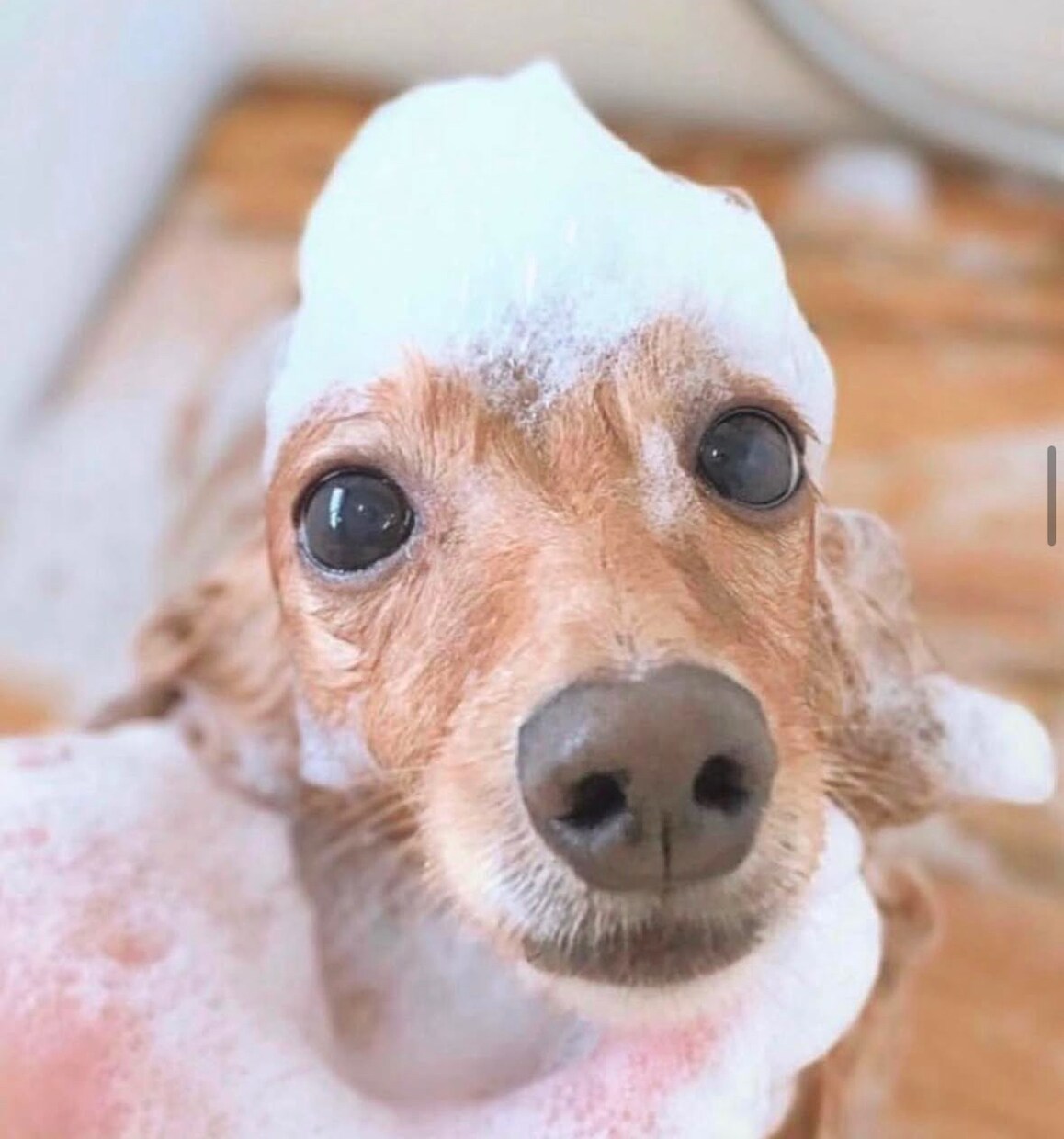 あなたの動物の相談や悩み事を解決します 動物【犬】を飼って10年以上の経験あります。 イメージ1