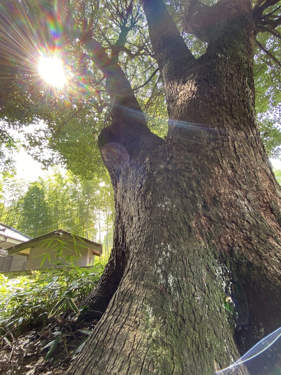 強運・金運☆龍神様とのご縁をお繋ぎいたします 神社専属の龍神様との繋がりを作り、ご自身の人生を飛躍しよう イメージ2
