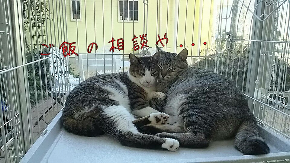 わんちゃん猫ちゃんの飼い方の相談にお答えします 元動物看護師がしつけやご飯、病気等飼い主様の疑問に答えます イメージ1