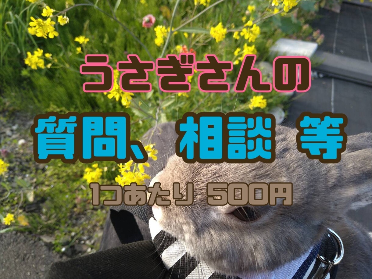 飼育歴12年!!うさぎの飼育相談受け付けます 飼育方法、体調不良、しつけ全般、爪切り イメージ1