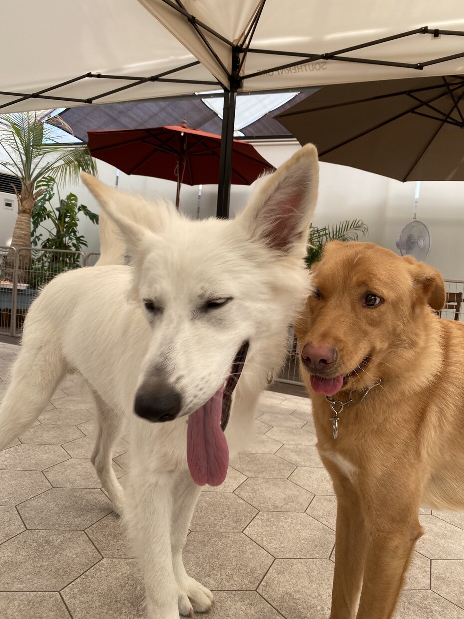 犬との暮らしに関するお悩み相談をお聞きします 誰に聞いたら良いかわからないような些細なことでも大丈夫です。 イメージ1