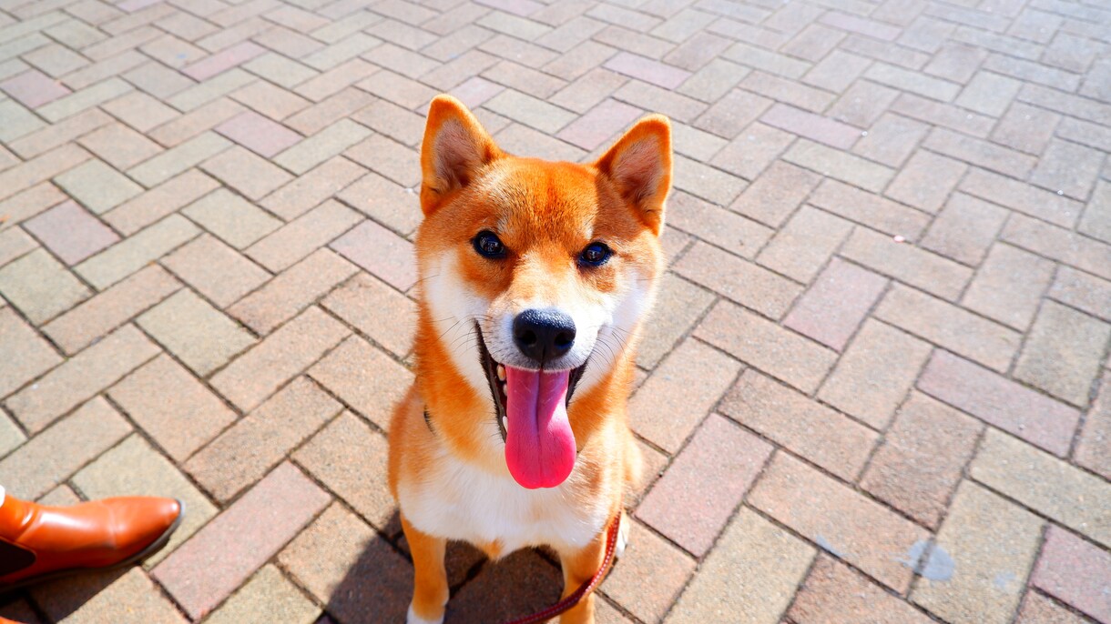 柴犬の写真撮ります 散歩行けば「イケメンだね」と声をかけられる4歳のオスです イメージ6