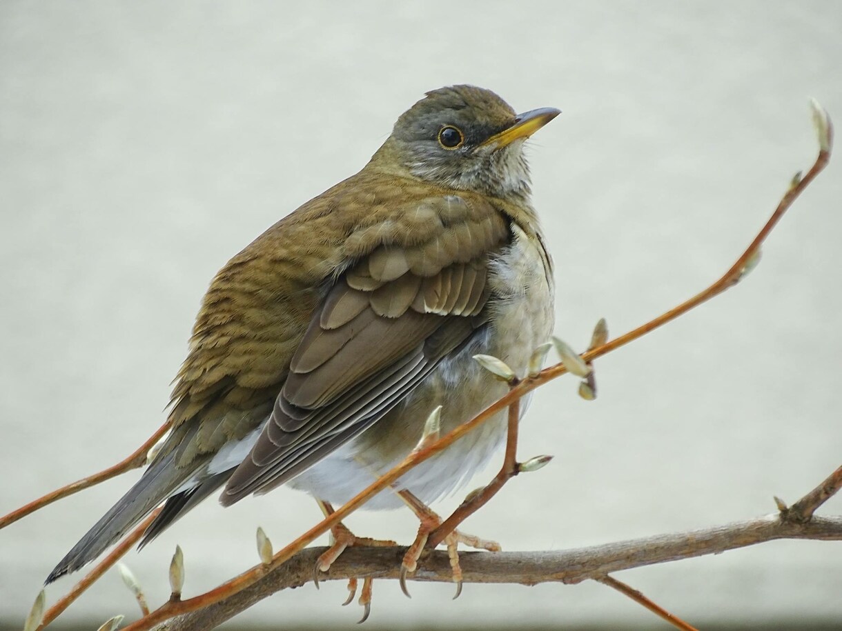 分からない野鳥教えます 〜初心者から最短で野鳥博士になりませんか？〜 イメージ1
