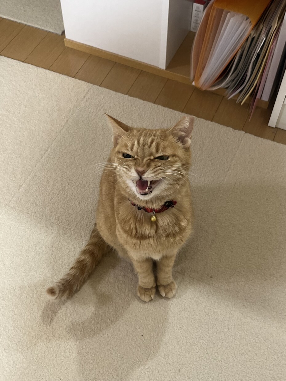 犬猫の悩みごと、1分から何でも相談にのります 保護犬猫ボランティア歴6年。気軽にご相談ください！ イメージ4