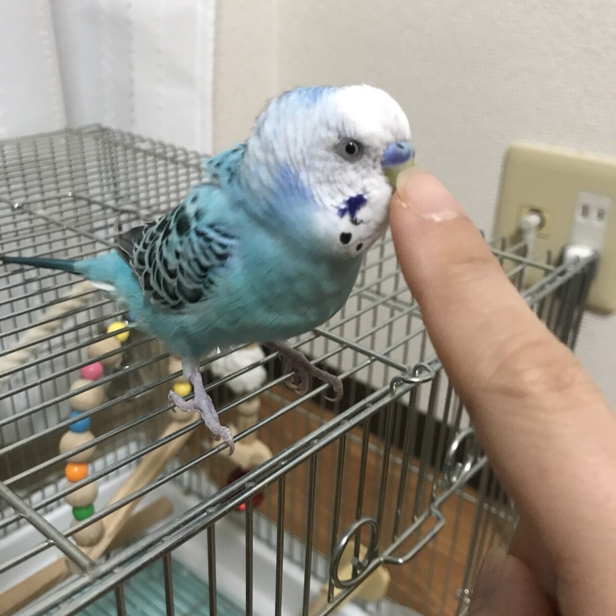 ペットを愛する方におすすめします 愛するペットを木の温もりとともに イメージ5