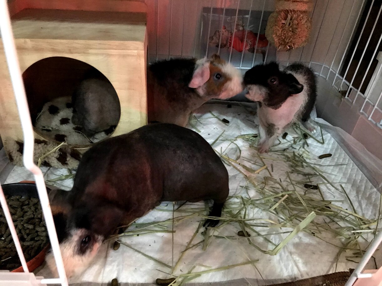モルモットのこと何でも相談乗ります 飼い方、ケージ、多頭飼育など…繁殖のこと以外ならなんでも！ イメージ3