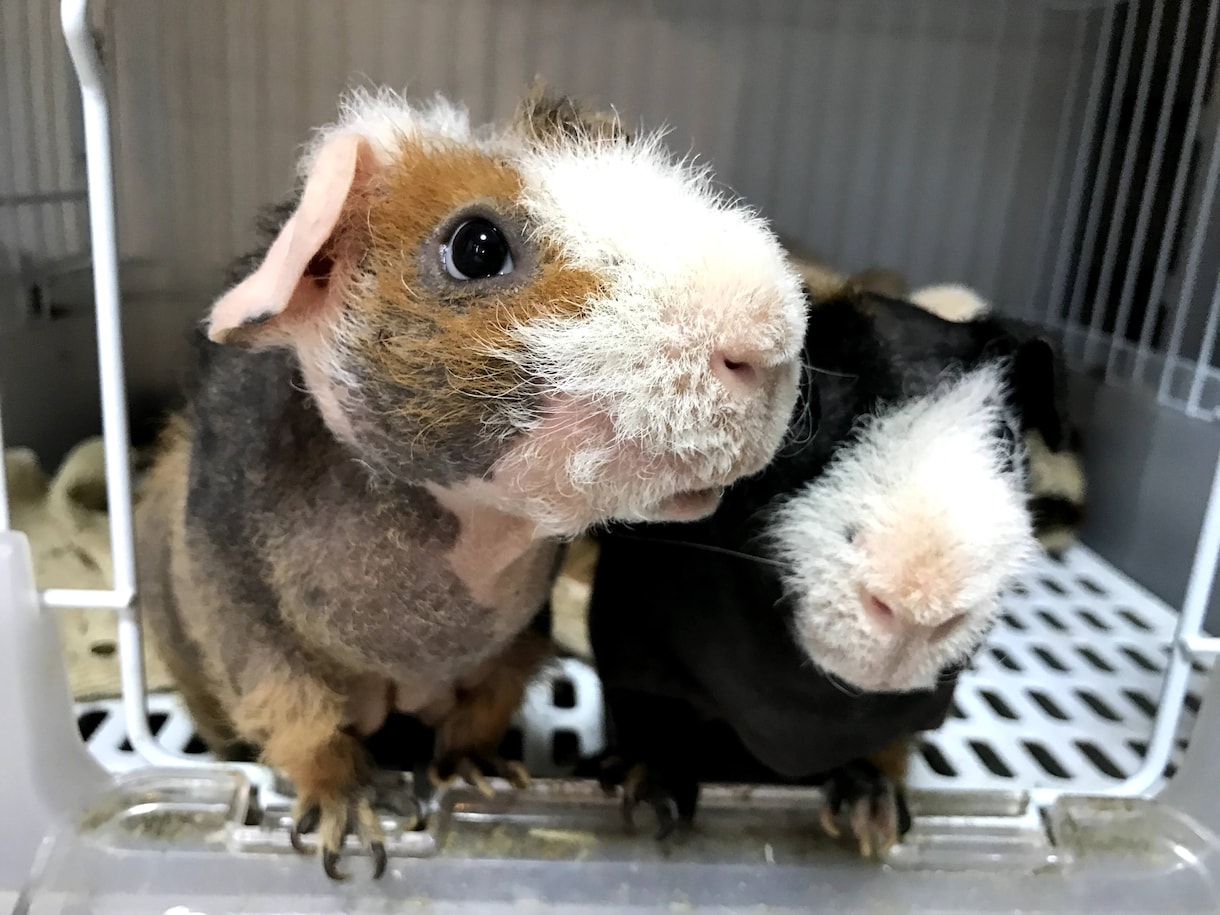 モルモットのこと何でも相談乗ります 飼い方、ケージ、多頭飼育など…繁殖のこと以外ならなんでも！ イメージ2