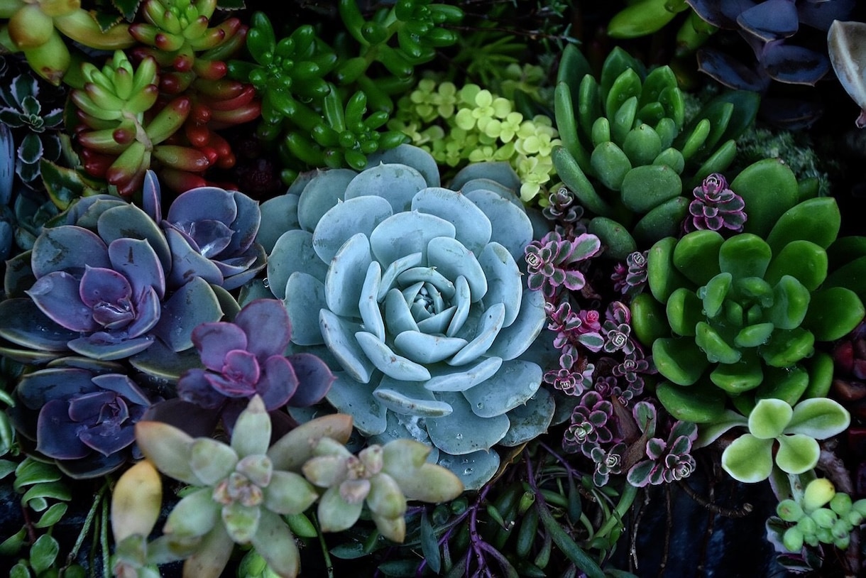 あなたのお部屋に合った観葉植物を提案します どんな植物をインテリアに取り入れたら良いのか分からない方へ イメージ1