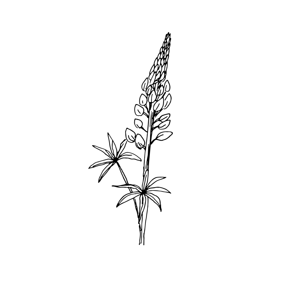 植物線画イラスト描きます 抜け感のあるリアルな植物の線画を描きます！ イメージ8