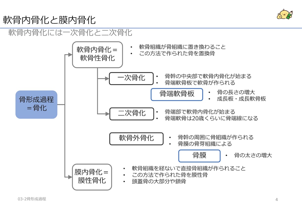 作業療法士国家試験問題の解説資料を作成します あなた専用の国試解説資料を作成・説明し、不明点を解決します イメージ3