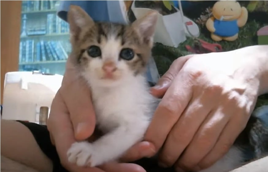 癒し♡猫たちと一緒にお話します 猫たちと一緒にまったりな時間を過ごしましょう(=‘ｘ‘=)♡ イメージ1