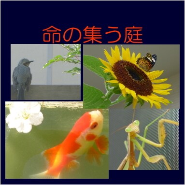 ガーデニング、小さな庭づくり最初の一歩を助言します 建売の小さな空間に大自然を呼び込む手立てについて イメージ7