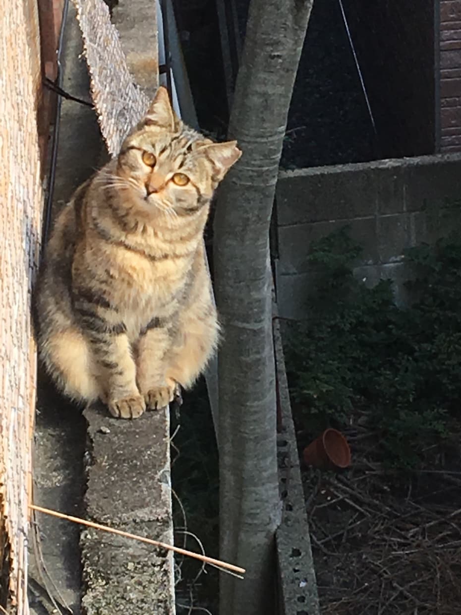 未来が楽しみになる！上がる占いアリます 占い聞いて、逆に落ち込んだ凹んだ人、いらっしゃい！ イメージ1
