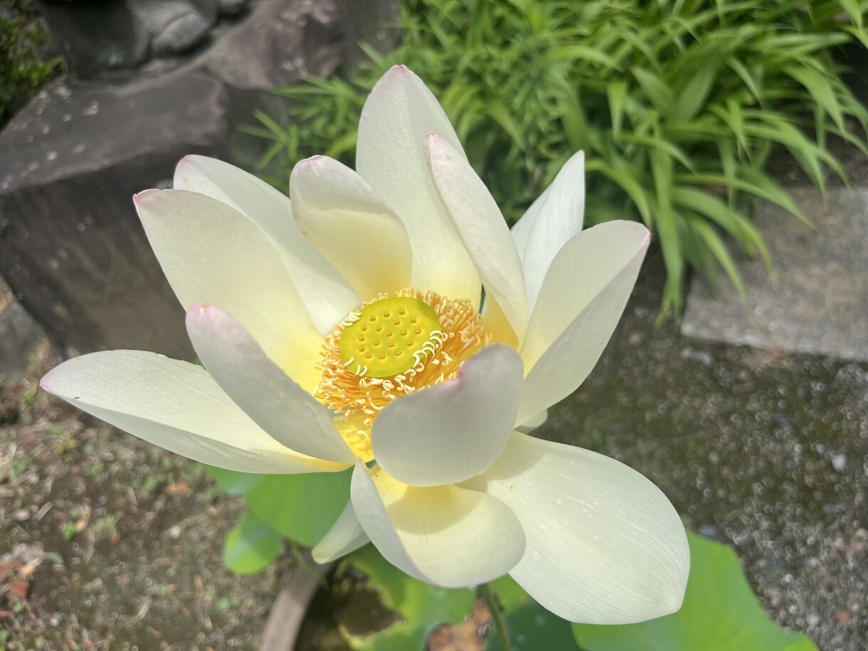 メンタル疾患歴14年目！お話聞きます 様々な精神科に通院歴、入院歴有！優しく聞きます。 イメージ1