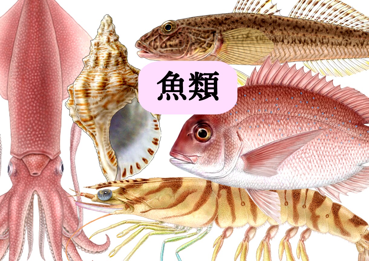 図鑑・教科書・教材のリアルなイラストを描きます 学術対応可能、教材・論文・専門書向けの正確な図版を提供します イメージ3