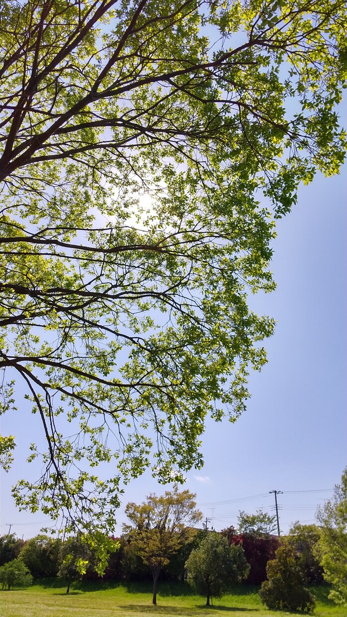 心も身体もくたくたな人へ薬に頼らない健康法教えます うつや慢性疲労、自律神経などお金をかけずに楽にできる自然療法 イメージ2