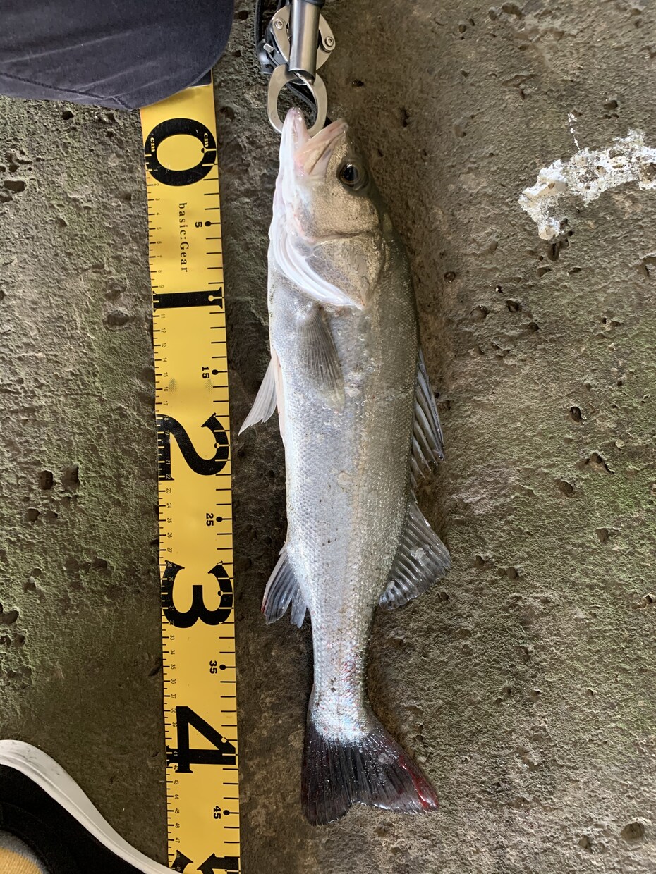 和歌山県の海釣りポイント教えます エギング、太刀魚、青物、その他いろいろポイント教えます。 イメージ2