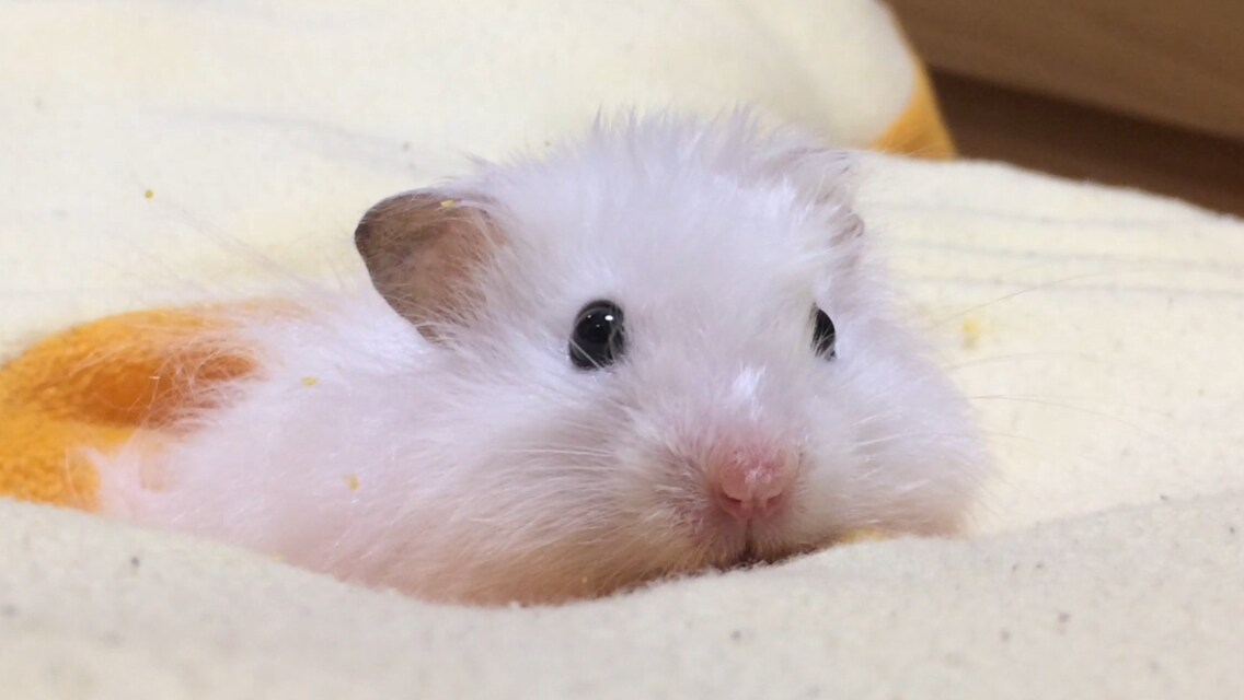 ハムスターの飼育方法のコツをお教えします ハムちゃんの選び方や飼い方、懐かせ方を知りたい方は必見です！ イメージ1