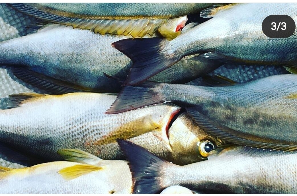 初心者の方必見!　釣り道具や釣り方教えます 予算やスタイルに合わせて相談に乗ります。 イメージ1