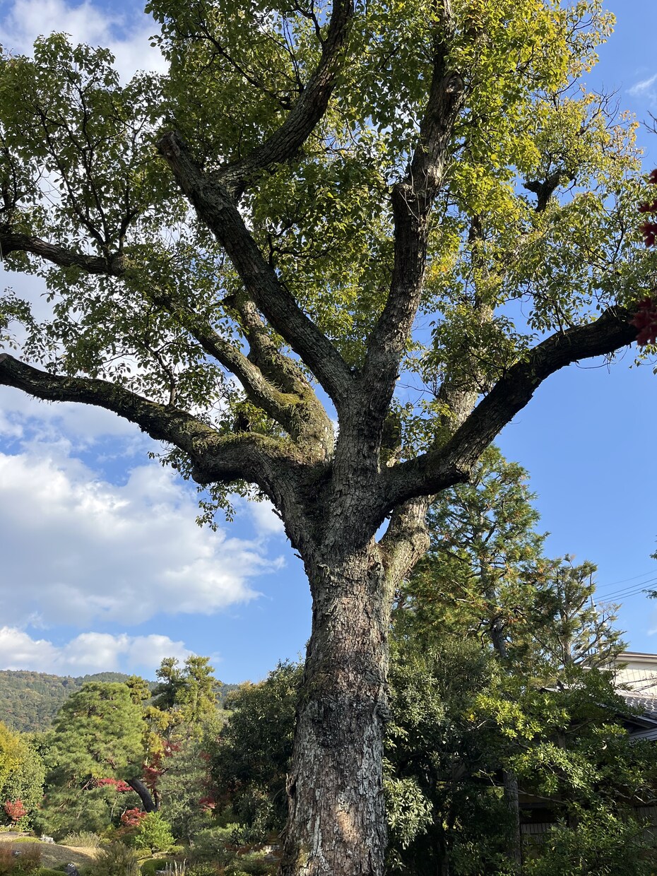 ゆるむ対話で心を整えます がんばらなくていい安心の時間です イメージ5