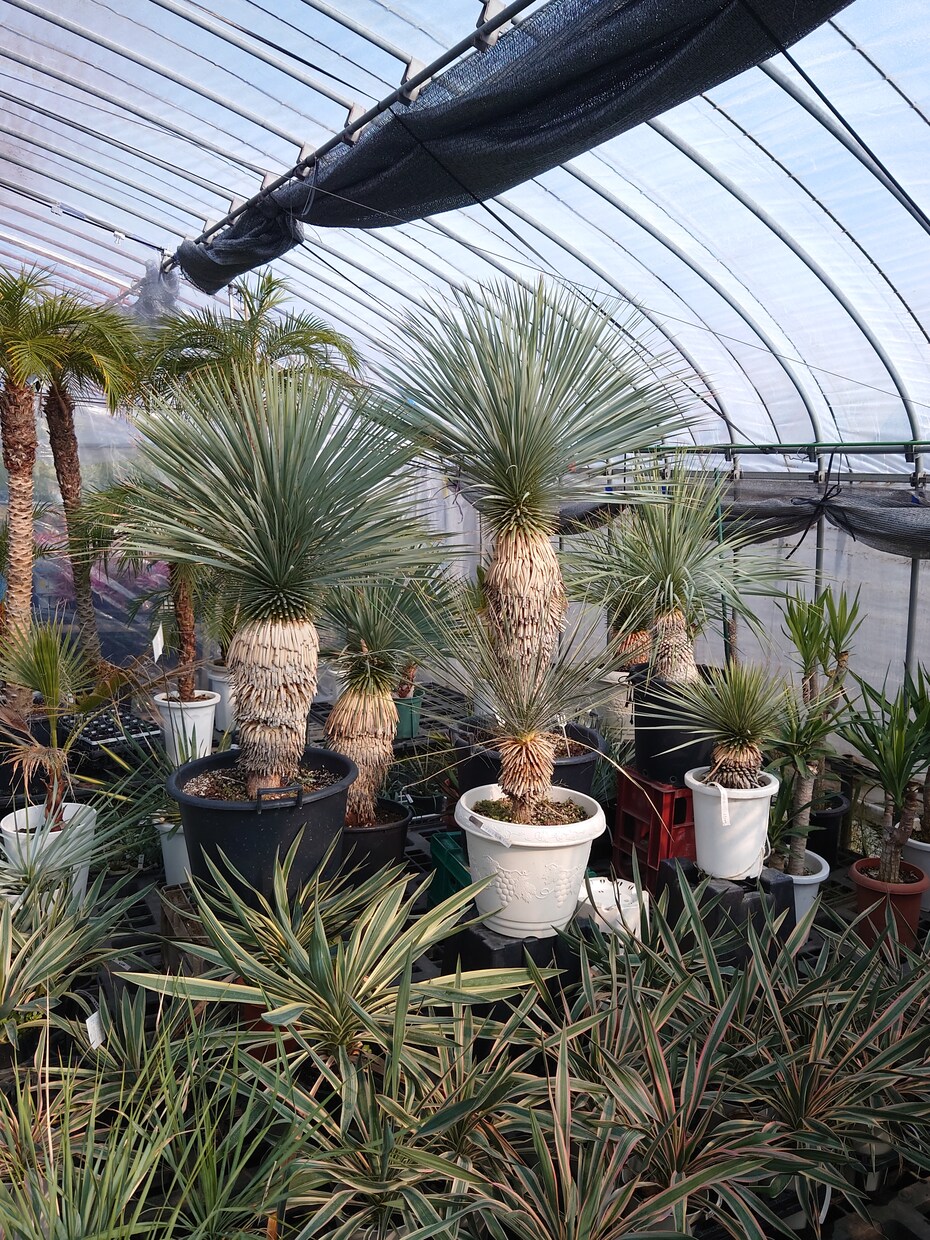 植物全般のお悩み相談、技術指導、承ります 観葉植物、お花、植木、育成、植え込み、デザイン、何でもOK イメージ1