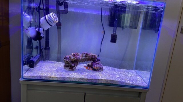 アクアリウム分からないこと教えます アクアリウム立ち上げたいなどの相談のります！ イメージ1