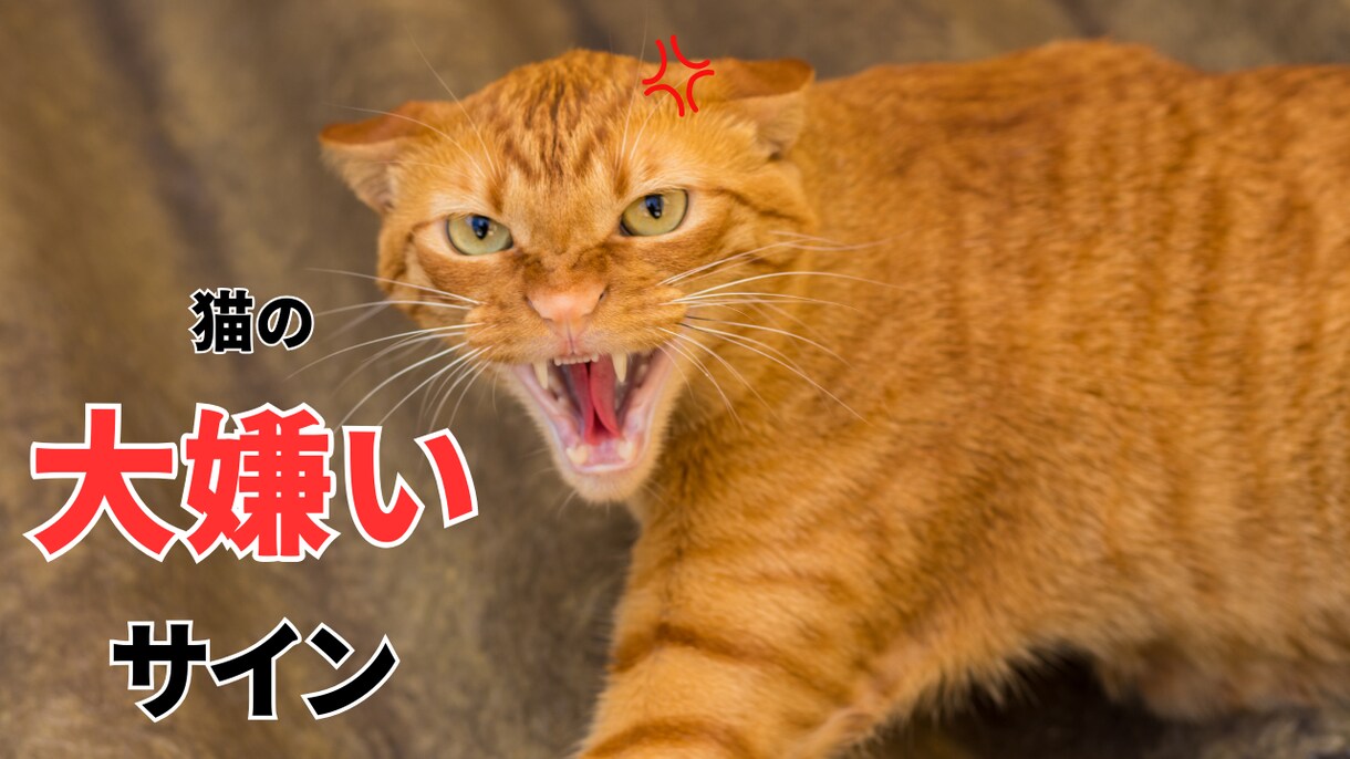 YouTubeの猫サムネイルを格安で作成ます 格安・クリック率UP・素早い！猫専門サムネイルデザイン イメージ6