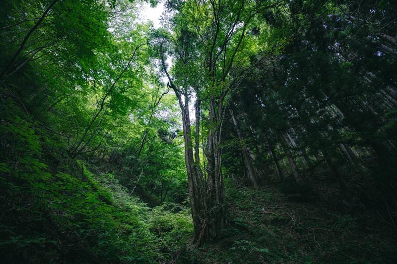 片思いのお相手の本音と未来│あなたの想いを導きます 恋の可能性を読み解きます／諦めたくない未来を手にするために イメージ5