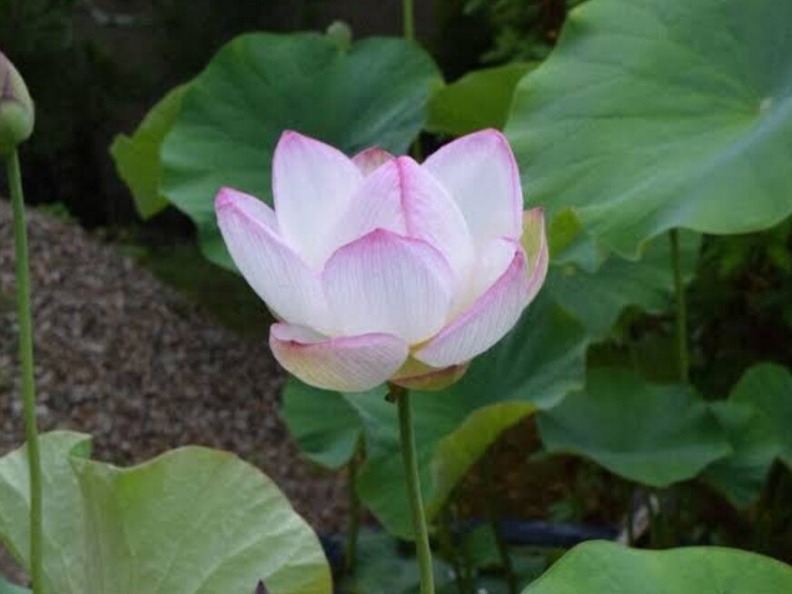 蓮の花リーディングでメッセージをお伝えいたします ～今のあなたに必要なメッセージを受け取ってみませんか～ イメージ1