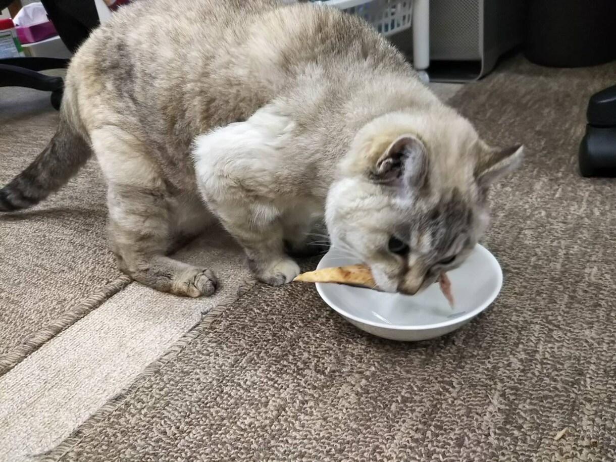 愛玩動物飼養管理士資格保持者が相談乗ります 飼いたいけど飼い方がわからないなどの相談に乗ります イメージ7