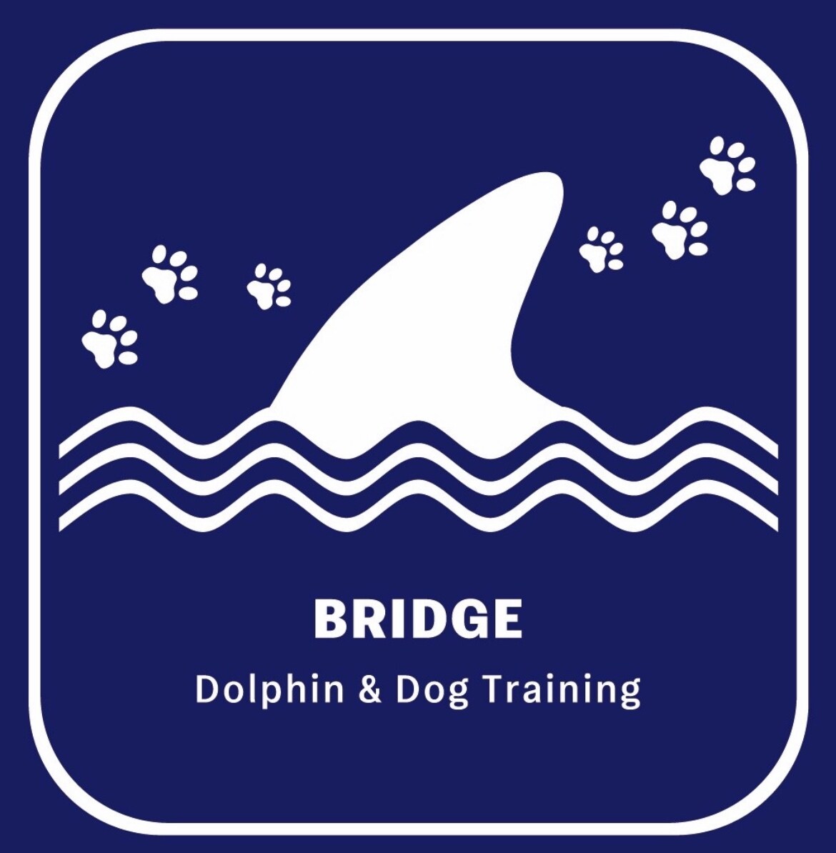 懐かない野犬(保護犬)が家族になるサポートをします (水族館で多くの野生動物経験を、野犬のしつけに活用) イメージ8