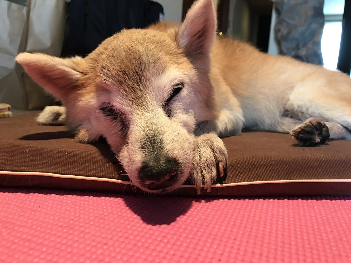 現役スタッフがシニア犬の介護相談のります 寝たきりになっちゃった！？でも慌てなくても大丈夫！ イメージ3