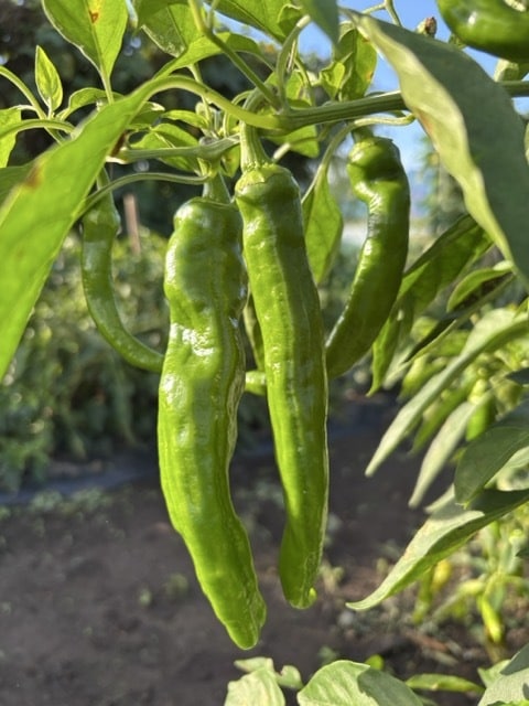 小さな菜園・畑の野菜栽培のお悩み相談をお受けします 1500坪のひだまりファームの経験から野菜作りをサポート イメージ8