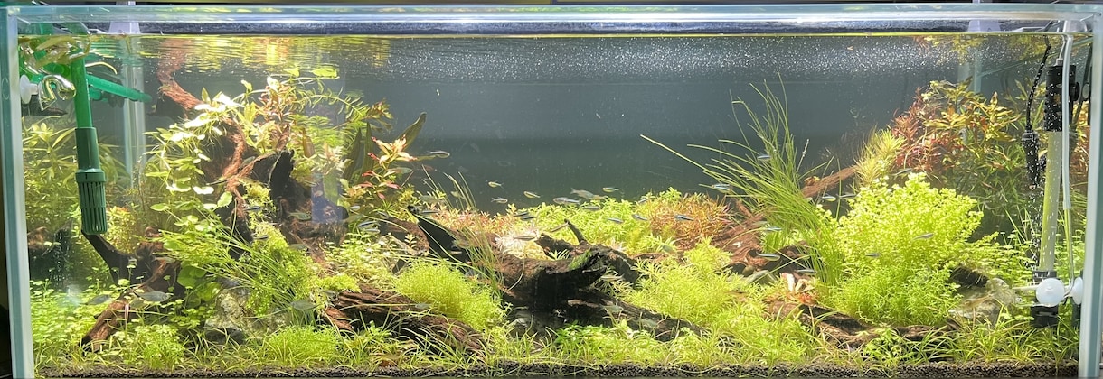 水草やレイアウトのご相談承ります 3mの水草水槽を1年半講師の方と管理していました。 イメージ1