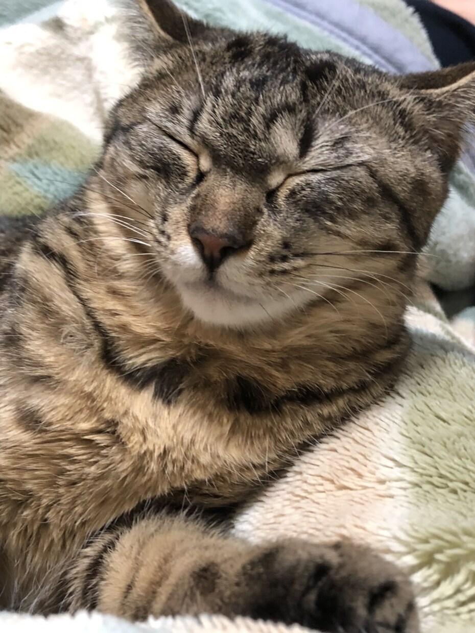 猫の飼い方教えます 産まれたときから猫と共に過ごした経験 イメージ2