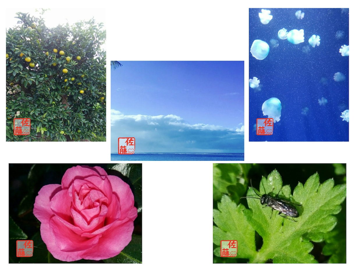 SNSで使えるデジタルはんこ作ります 写真に、自分だけのはんこを押してオリジナリティーを出そう イメージ4