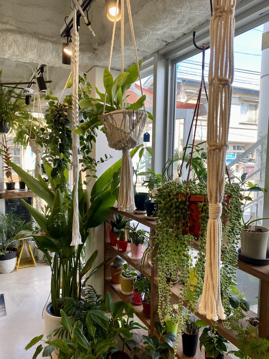 観葉植物の悩み、お部屋に合う観葉植物ご提案します 観葉植物店オーナーが観葉植物のアレコレ教えます イメージ2