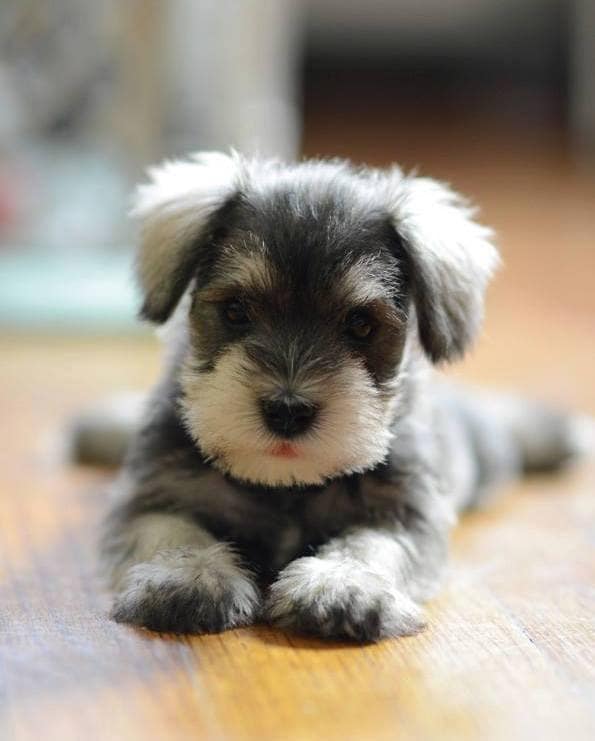 アニマルコミュニケーションします ♡愛犬、愛猫、うさぎ、小鳥など 動物たちの気持ちを知りたい方 イメージ1