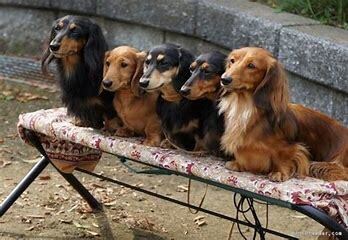 ペットロス。あなたの心を癒します 愛犬を8回亡くした私が貴方のペットロスの気持ちに寄り添います イメージ10