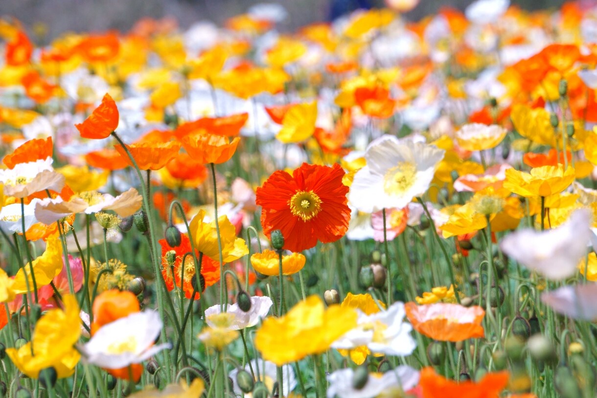 苗ご相談ページ 苗ご相談ページ 47782)COVER， DISC BRA トヨタ トヨタ純正品番先頭47