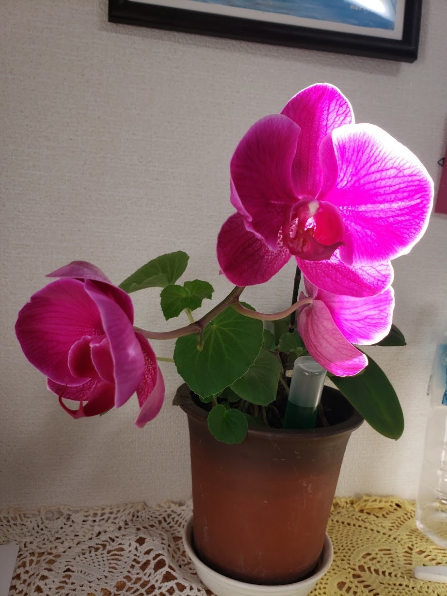 主婦から子供まで日常の悩みカウンセリングします 子供だってたくさん悩みがあります。親子で一緒にカウンセリング イメージ2