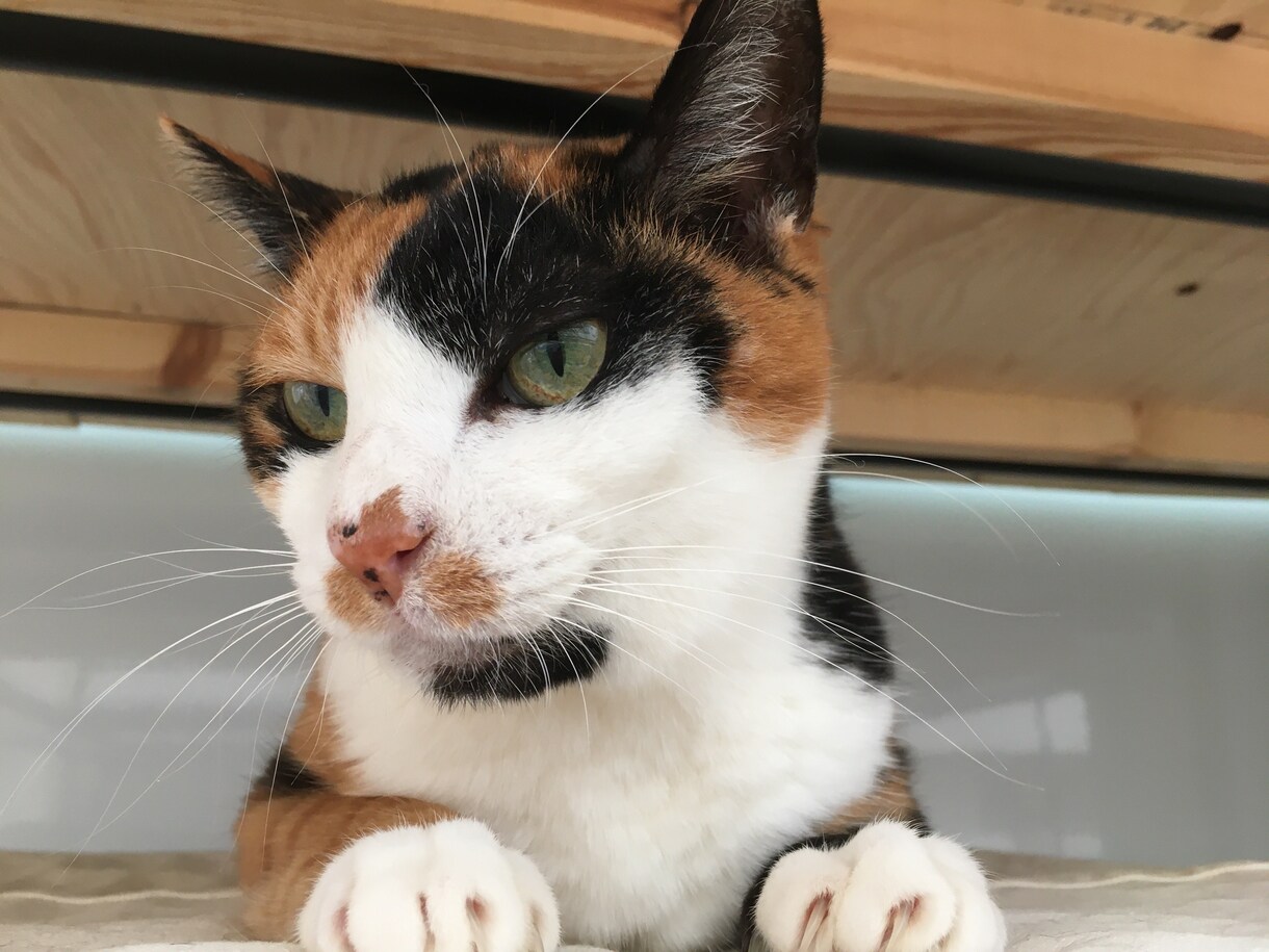 猫ちゃんに関する悩みや相談のります ・猫ちゃんの飼い方・多頭飼育の方法・初めて猫ちゃんを飼う イメージ3