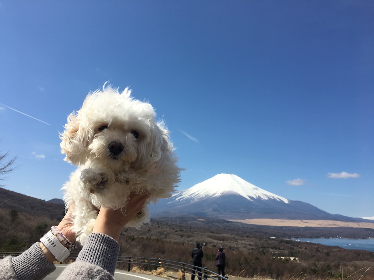 獣医師とお話ししたい！ペットの相談お受けします 動物病院へ行く前に電話相談してみませんか？ イメージ2