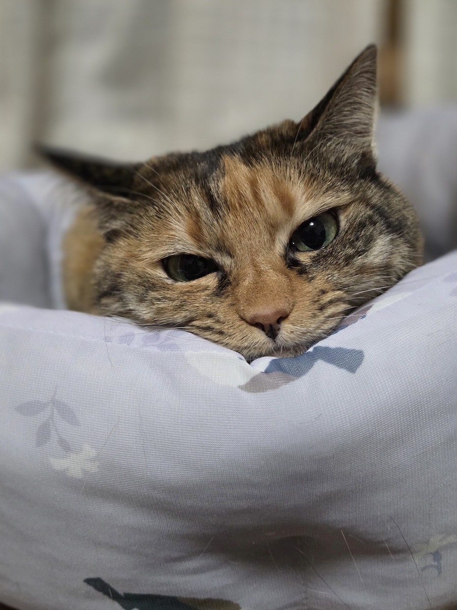 栄養士が補食レシピ&1週間献立を考えます 園児から高校生まで対応。体づくりや運動をサポートします。 イメージ1